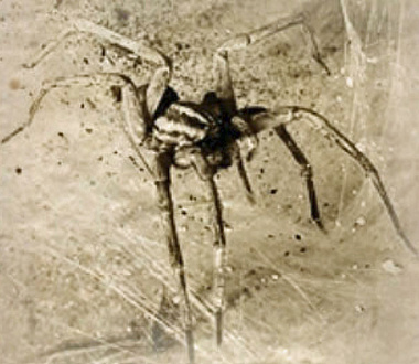 Araignee (59 visites) Araignee